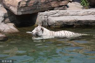 江苏南通：白虎嬉水享清凉
