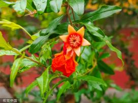 雨后故宫石榴垂挂 雨水挂壁晶莹剔透