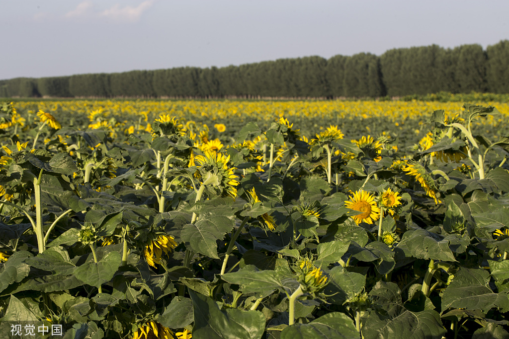 济南：黄河岸边油葵花开 朵朵金黄向太阳