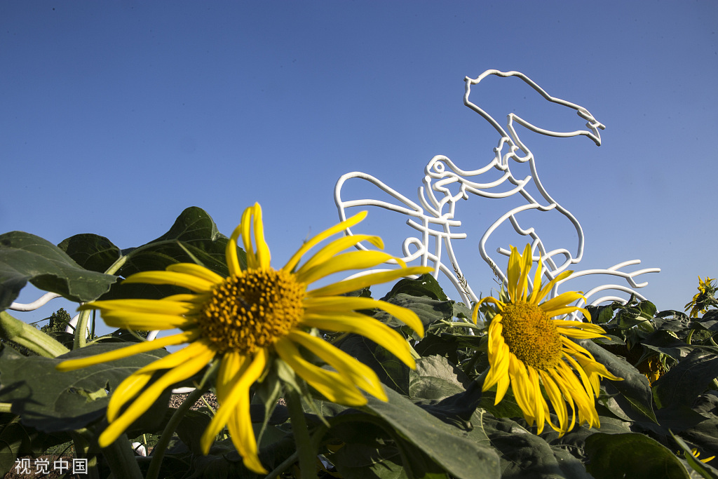 济南：黄河岸边油葵花开 朵朵金黄向太阳