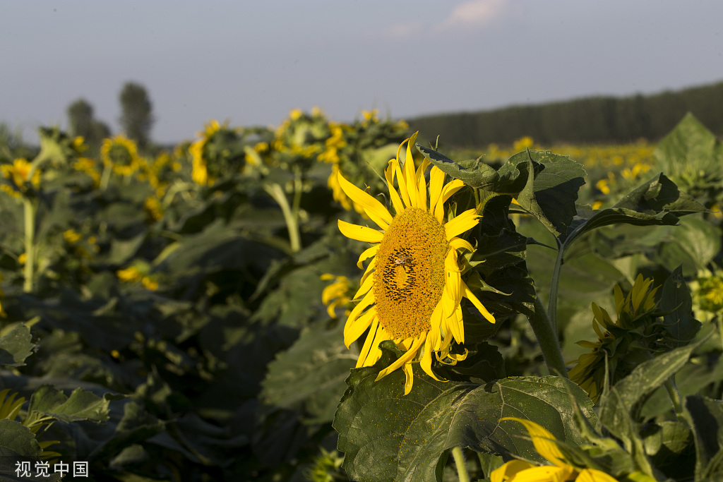 济南：黄河岸边油葵花开 朵朵金黄向太阳