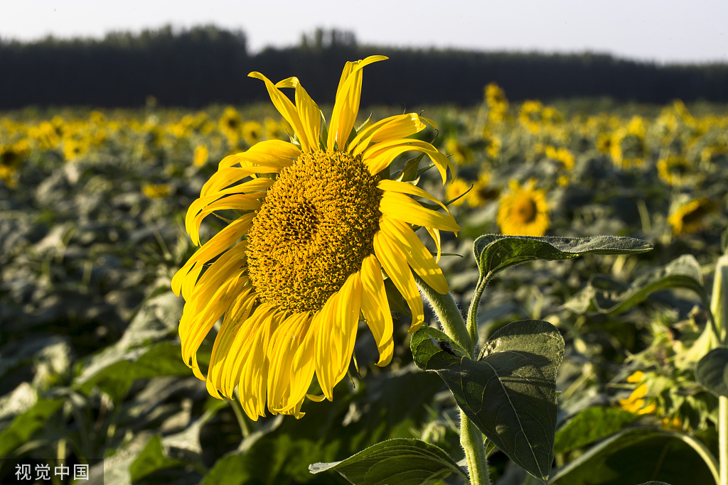 济南：黄河岸边油葵花开 朵朵金黄向太阳