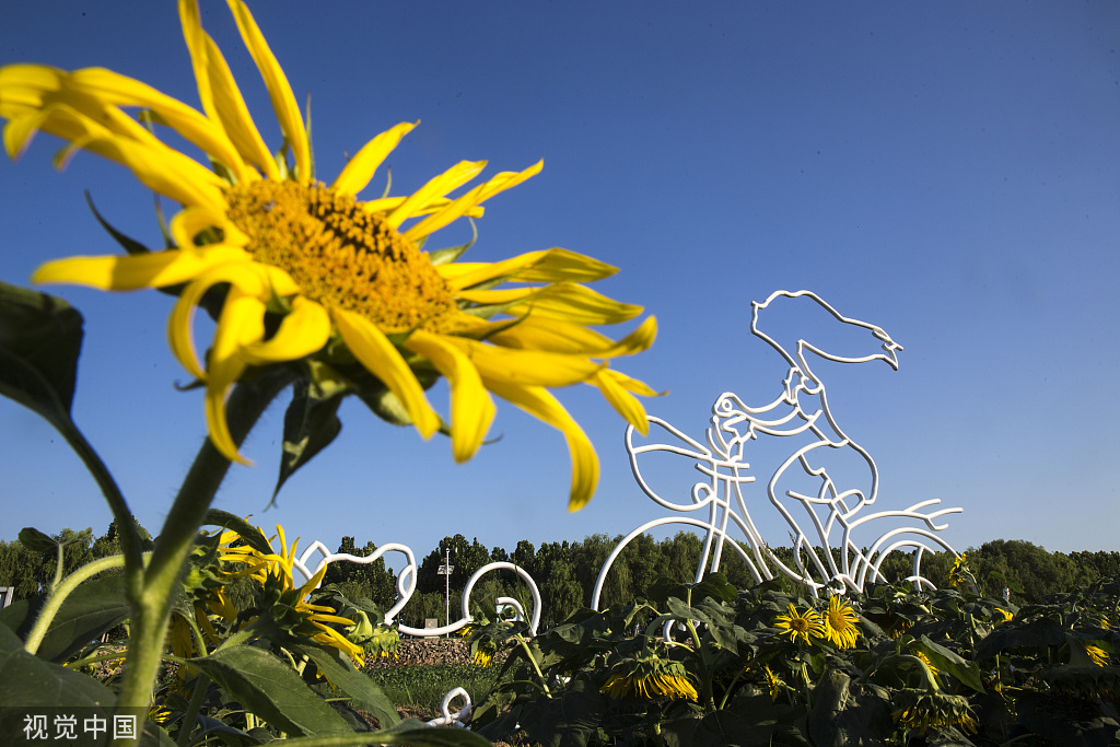 济南：黄河岸边油葵花开 朵朵金黄向太阳