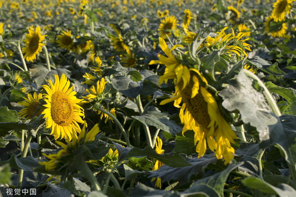 济南：黄河岸边油葵花开 朵朵金黄向太阳