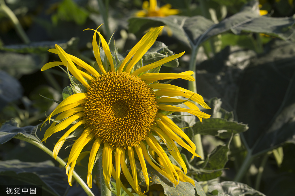 济南：黄河岸边油葵花开 朵朵金黄向太阳