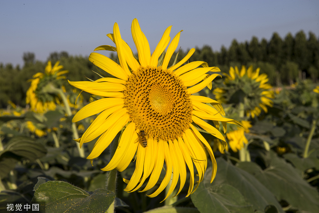 济南：黄河岸边油葵花开 朵朵金黄向太阳