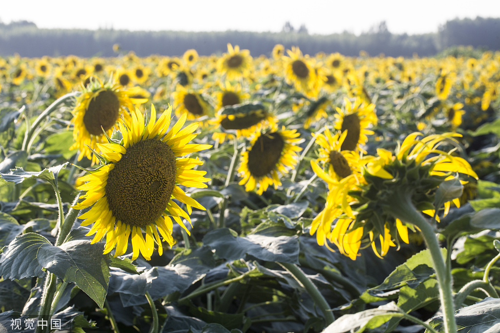 济南：黄河岸边油葵花开 朵朵金黄向太阳