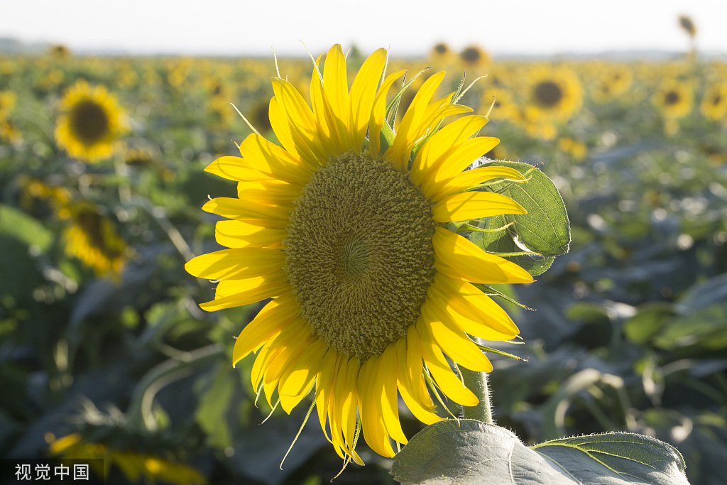济南：黄河岸边油葵花开 朵朵金黄向太阳