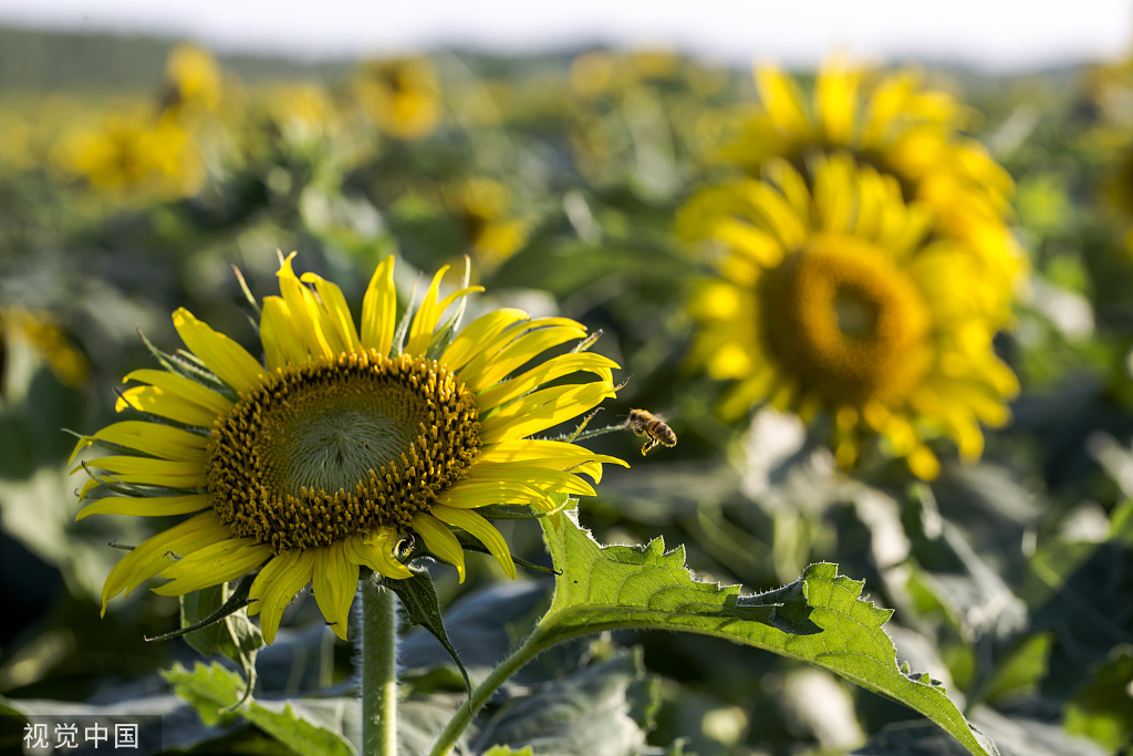 济南：黄河岸边油葵花开 朵朵金黄向太阳