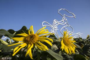 济南：黄河岸边油葵花开 朵朵金黄向太阳