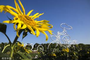 济南：黄河岸边油葵花开 朵朵金黄向太阳