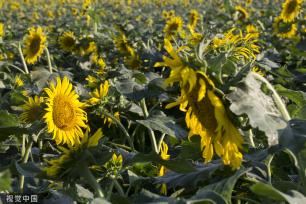济南：黄河岸边油葵花开 朵朵金黄向太阳