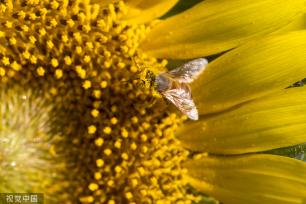 济南：黄河岸边油葵花开 朵朵金黄向太阳