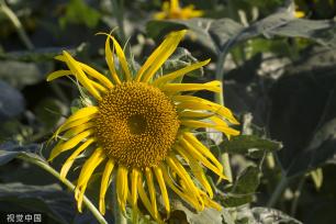 济南：黄河岸边油葵花开 朵朵金黄向太阳