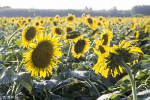 济南：黄河岸边油葵花开 朵朵金黄向太阳