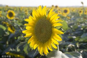 济南：黄河岸边油葵花开 朵朵金黄向太阳