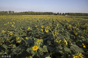济南：黄河岸边油葵花开 朵朵金黄向太阳
