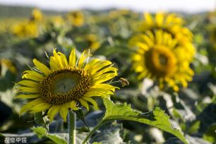 济南：黄河岸边油葵花开 朵朵金黄向太阳