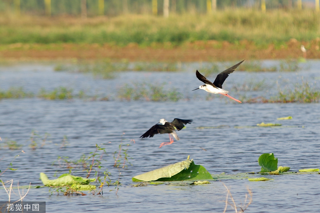 黑翅长脚鹬泊地觅食 翱翔半空宛若起舞