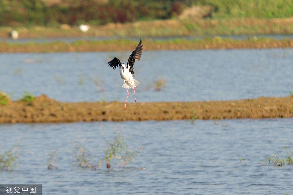 黑翅长脚鹬泊地觅食 翱翔半空宛若起舞