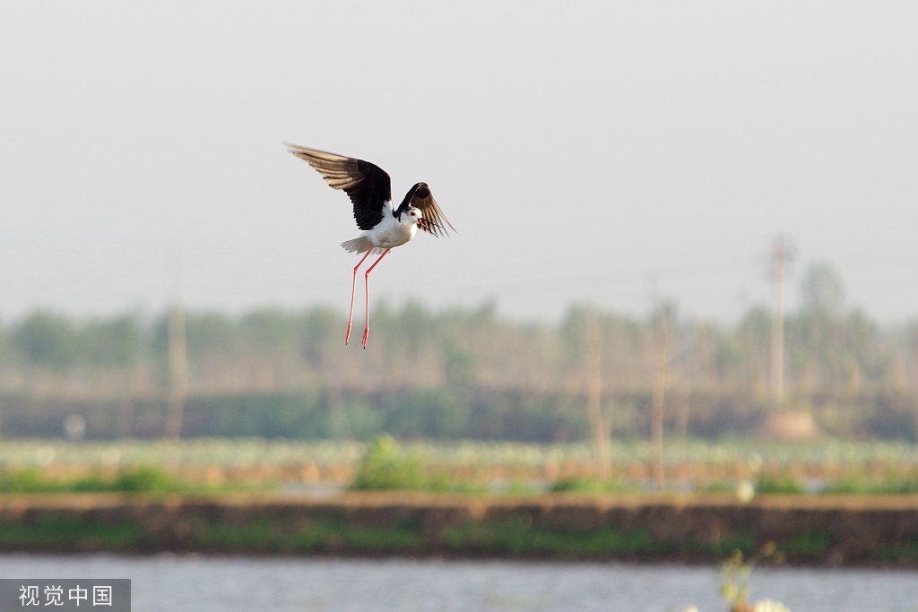 黑翅长脚鹬泊地觅食 翱翔半空宛若起舞