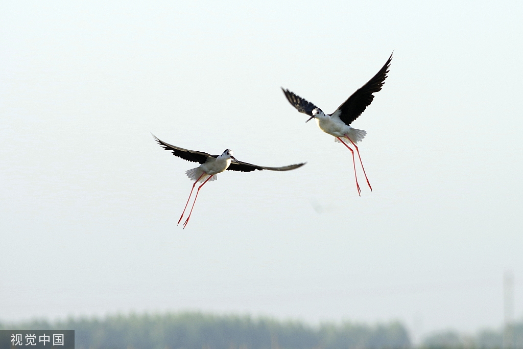 黑翅长脚鹬泊地觅食 翱翔半空宛若起舞