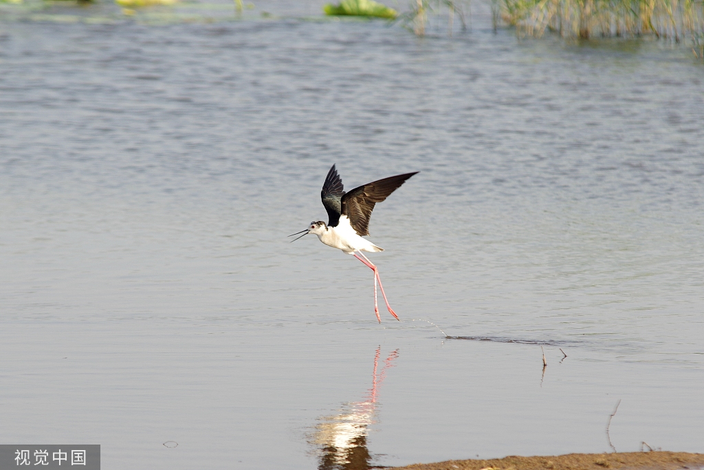 黑翅长脚鹬泊地觅食 翱翔半空宛若起舞