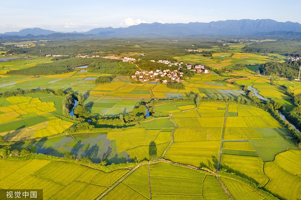 江西抚州：金溪早稻迎来丰收
