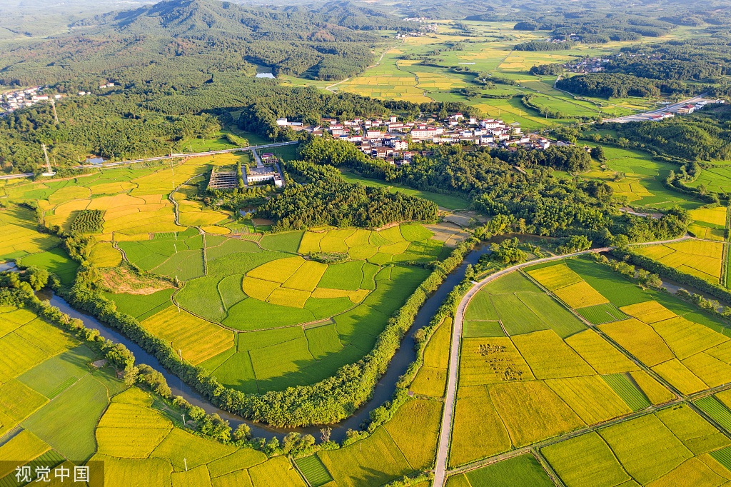 江西抚州：金溪早稻迎来丰收