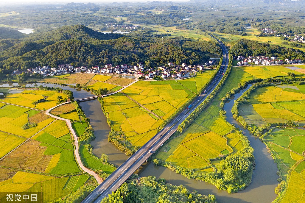 江西抚州：金溪早稻迎来丰收