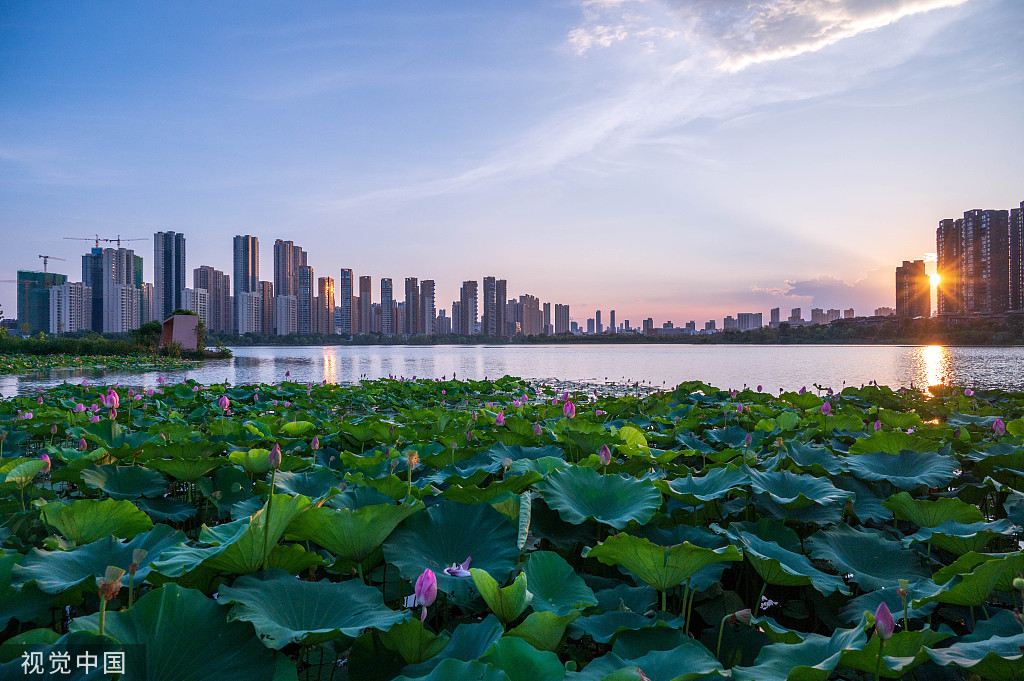 武汉：盛夏时节 汤逊湖畔荷花绽放