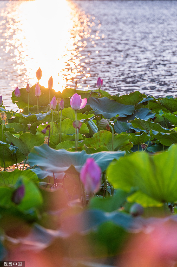 武汉：盛夏时节 汤逊湖畔荷花绽放