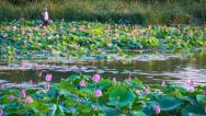 武汉：盛夏时节 汤逊湖畔荷花绽放