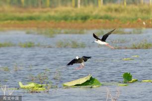 黑翅长脚鹬泊地觅食 翱翔半空宛若起舞