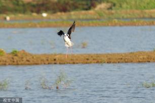 黑翅长脚鹬泊地觅食 翱翔半空宛若起舞