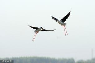 黑翅长脚鹬泊地觅食 翱翔半空宛若起舞