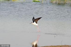 黑翅长脚鹬泊地觅食 翱翔半空宛若起舞