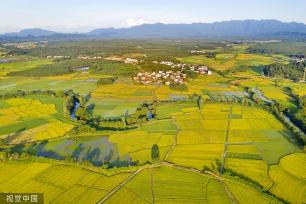 江西抚州：金溪早稻迎来丰收