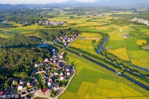 江西抚州：金溪早稻迎来丰收