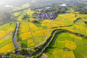 江西抚州：金溪早稻迎来丰收