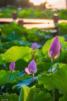 武汉：盛夏时节 汤逊湖畔荷花绽放