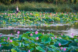 武汉：盛夏时节 汤逊湖畔荷花绽放