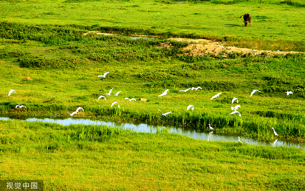 湖北房县：马栏河湿地白鹭戏水