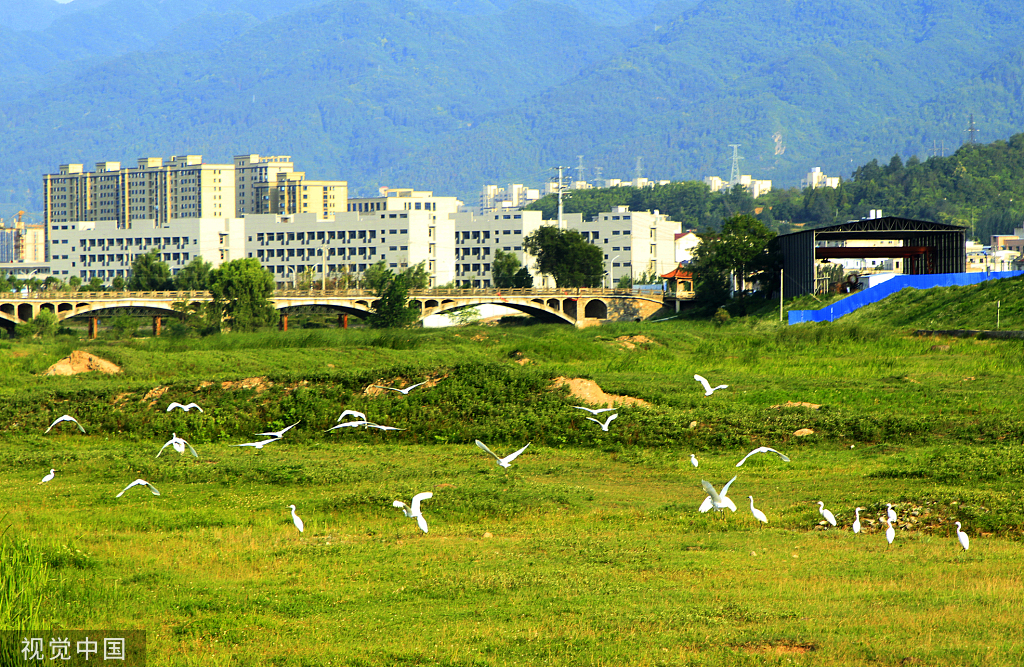 湖北房县：马栏河湿地白鹭戏水