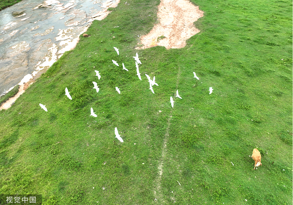 湖北房县：马栏河湿地白鹭戏水