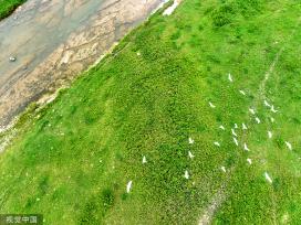 湖北房县：马栏河湿地白鹭戏水