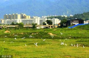 湖北房县：马栏河湿地白鹭戏水