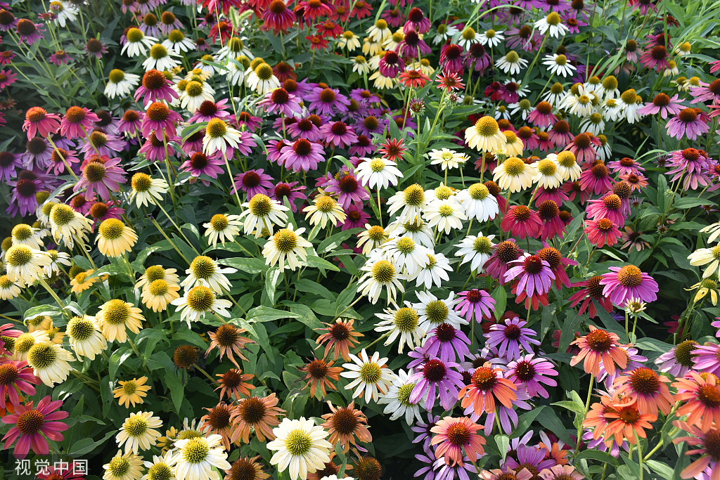 北京：莲花池松果菊盛开 争奇斗艳美不胜收