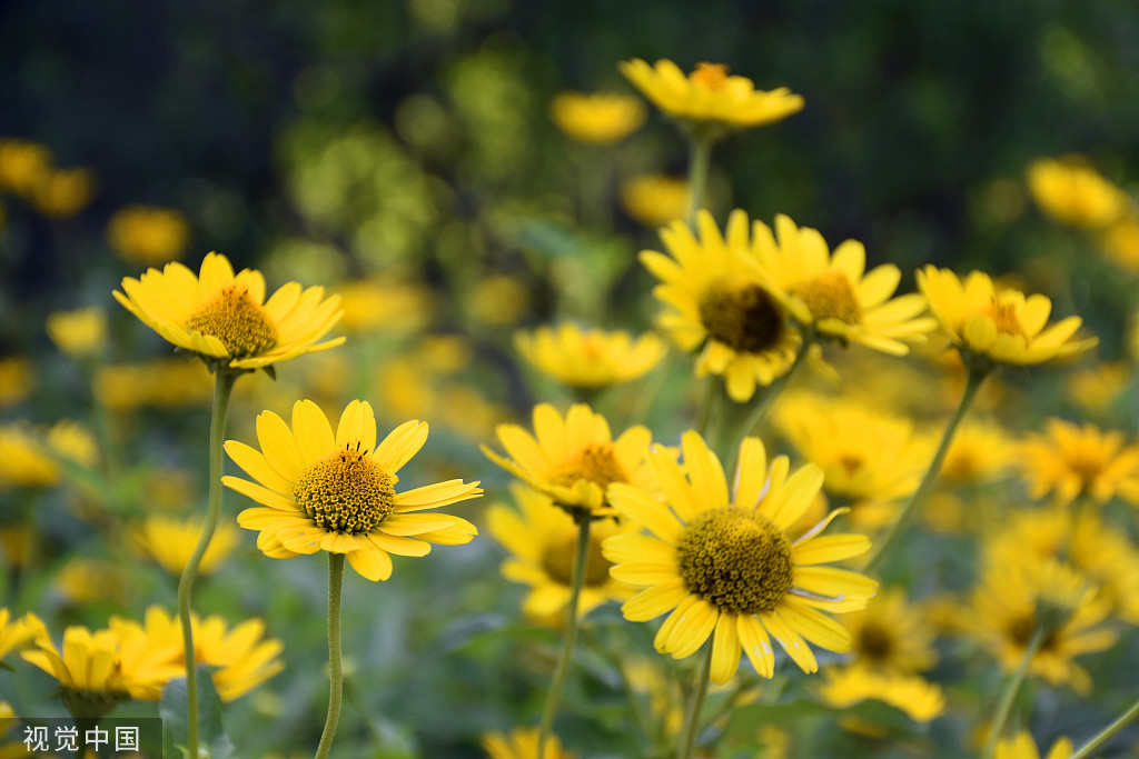 北京：莲花池松果菊盛开 争奇斗艳美不胜收