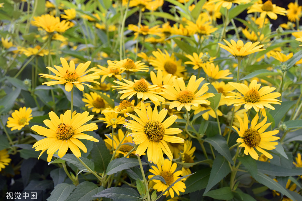 北京：莲花池松果菊盛开 争奇斗艳美不胜收
